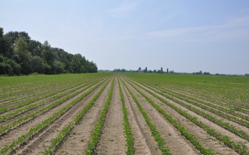 Greening: le esenzioni e le sanzioni per gli agricoltori