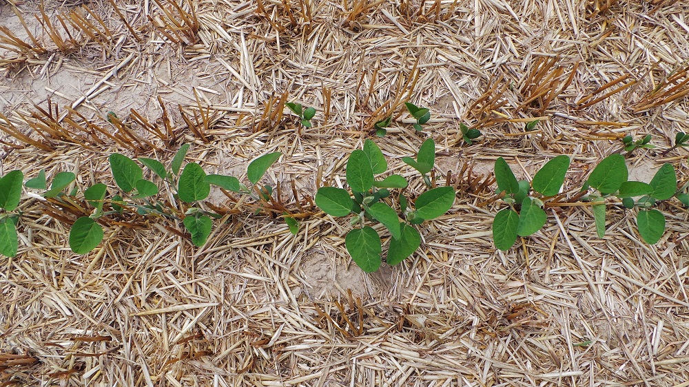 Le paglie del frumento lasciate sul terreno hanno avuto un effetto di “pacciamatura”, permettendo alla scarsa umidità del suolo di non evaporare e di rimanere a disposizione del seme, che è così germinato perfettamente.