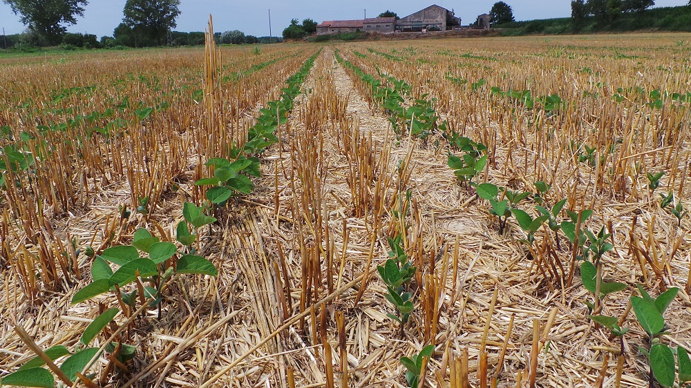 Perfetta e regolare emergenza della soia seminata su sodo in presenza di abbondanti residui colturali.