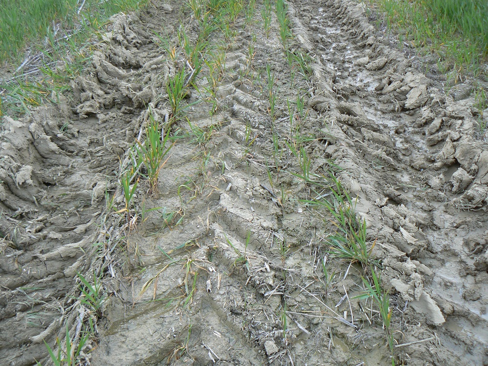 Per eseguire la semina su sodo con successo, il terreno non deve essere stato calpestato e non deve presentare ristagni di acqua.