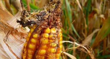 Istruzioni per tenere lontano le micotossine dal mais