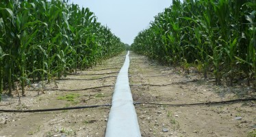I sistemi a goccia su mais e soia: un’irrigazione a regola d’arte