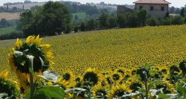 Toscana, uscito il bando PIF che finanzia i progetti integrati di filiera