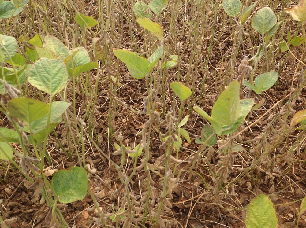 La fisiopatia caratteristica della soia 2015: nel periodo della raccolta, presenta il fusto ancora succulento con molte foglie che sembrano in piena attività attaccate nella parte apicale.