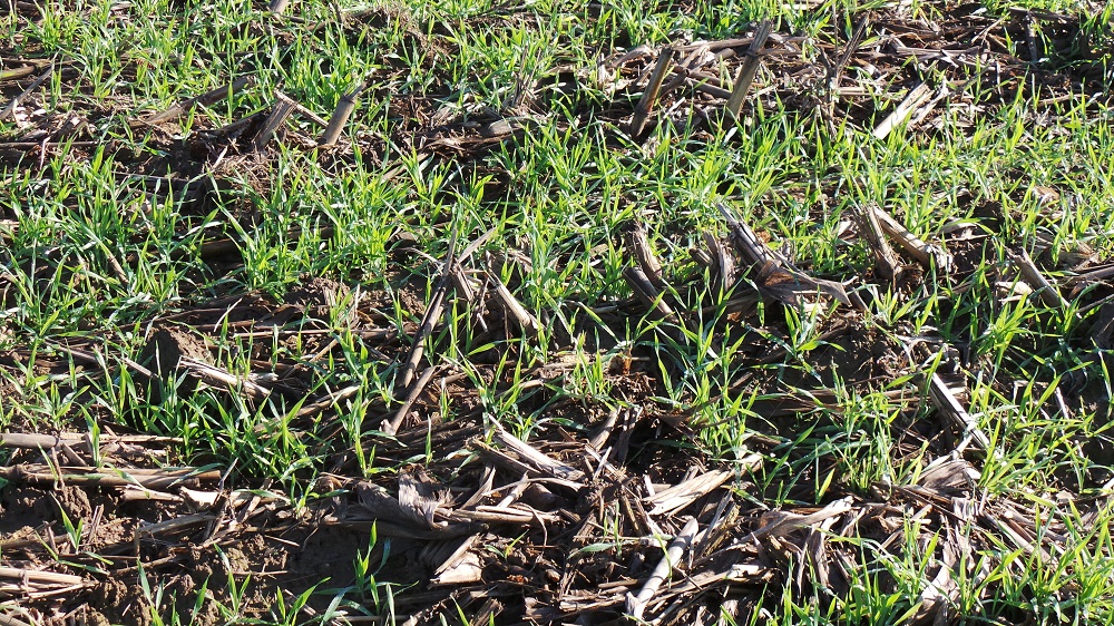 Cover crop seminata tra i residui colturali del mais: un sistema ideale per aumentare la fertilità chimica e fisica del suolo e quindi migliorare la sua struttura.