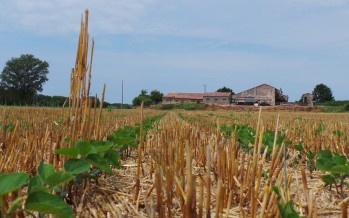 Titoli Pac: cosa succede se un agricoltore prende in affitto un terreno da un vecchio affittuario?