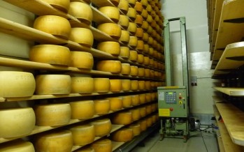 Parmigiano Reggiano: introdotti nuovi vincoli al disciplinare di produzione