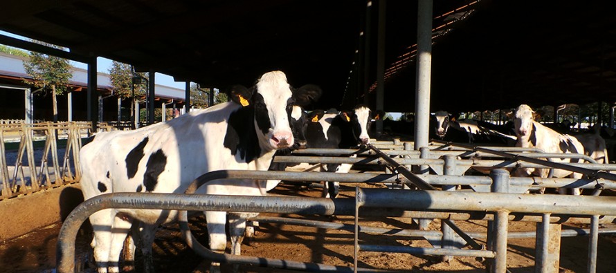 Reddito della stalla: c’è qualcosa di più importante del prezzo del latte