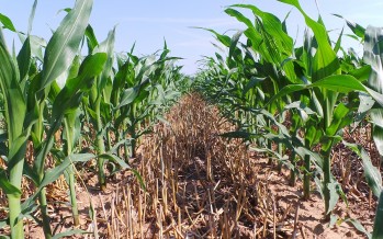 Il nuovo Pag Kverneland sull’innovazione per mais e soia nell’azienda Cavazzini