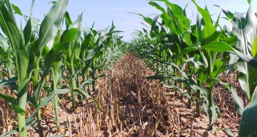 Il nuovo Pag Kverneland sull’innovazione per mais e soia nell’azienda Cavazzini