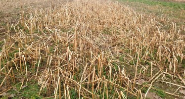 Cover crops gelive seminate a settembre: ecco come si presentano in campo a fine febbraio