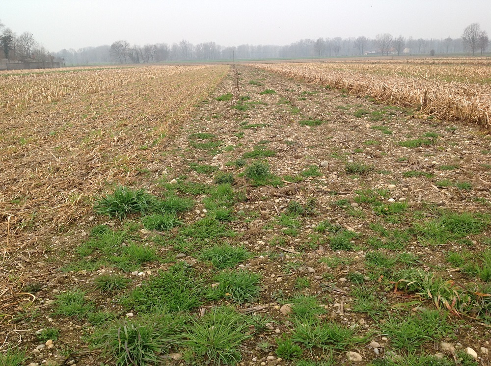 Lo tesso campo test fotografato a fine febbraio 2016 con ai lati le cover devitalizzate e il terreno pronto per le semine primaverili.