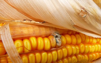 Mais: i consigli agronomici per limitare lo sviluppo delle aflatossine nella granella
