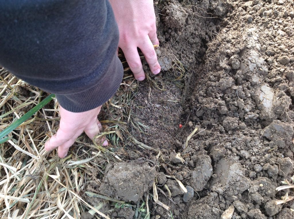Ecco il seme di mais deposto alla giusta profondità sul terreno preparato dal Kultistrip.