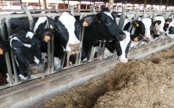 Le dieci regole d’oro per riuscire a produrre più di 40 kg di latte venduto per vacca