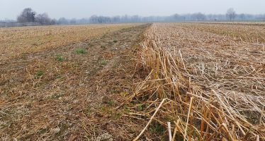 Pac, terza coltura e cover crops: la risposta della Regione Lombardia