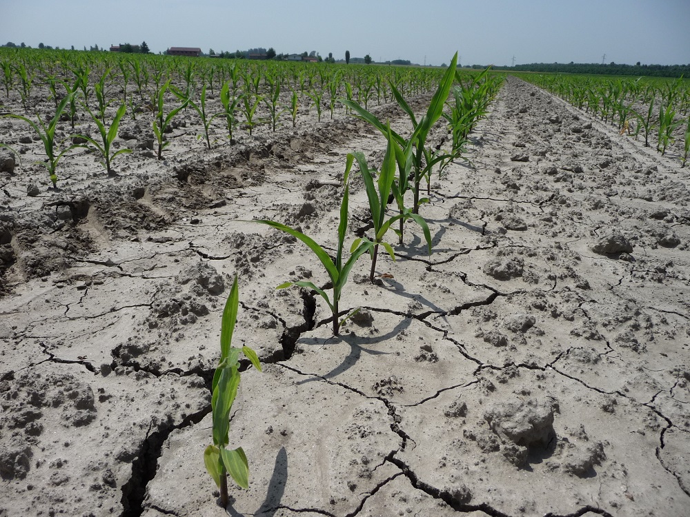 Un terreno lavorato in maniera tradizionale soffre di più la siccità e richiede più frequenti interventi irrigui.