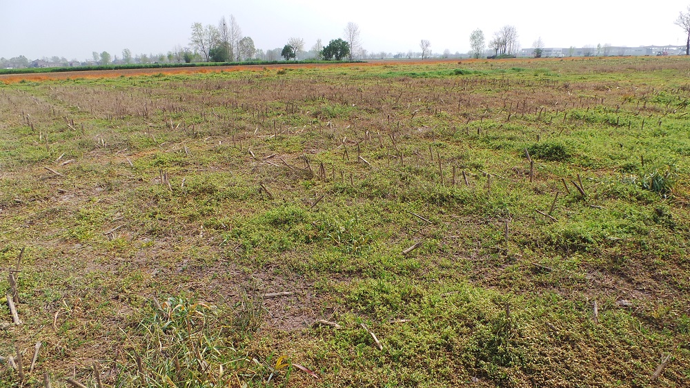 Ecco come si presenta il terreno al momento della lavorazione minima effettuata con il coltivatore Kverneland CLC.