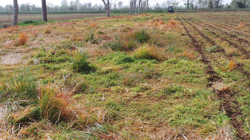 A sinistra il terreno di partenza e a destra le strisce lavorate dal Kverneland Kultistrip pronte per la semina immediata del mais.
