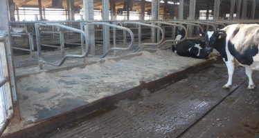 Il benessere animale aumenta la produzione di latte: quattro esempi lo dimostrano