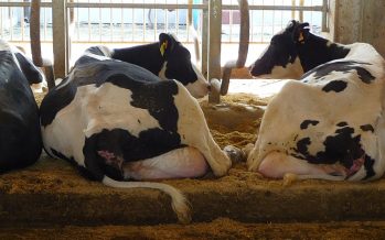 Dall’analisi della giornata-tipo della vacca, importanti indicazioni per produrre più latte