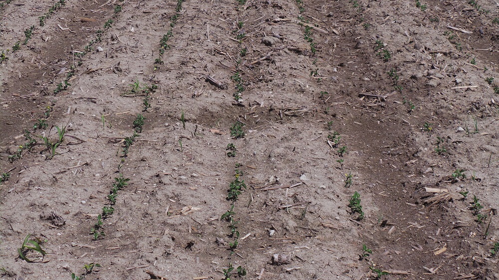 Particolare delle piantine emerse su un terreno dove compaiono ancora in minima parte alcuni residui colturali.