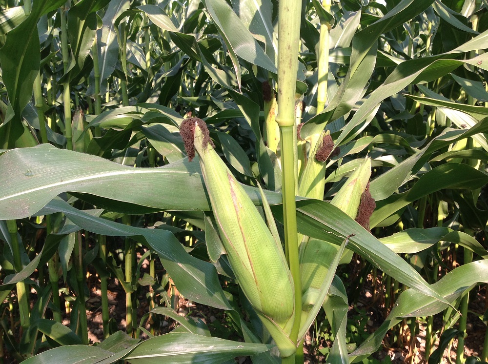 Come si vede dall’immagine, le piante di mais, fotografate il 20 luglio 2016, sono estremamente vigorose e portano più di una spiga per culmo.