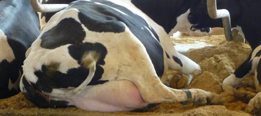 La vacca da latte sta bene e produce, se riposa. Come calcolare l’indice di utilizzo delle cuccette