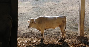 Stalla da latte: bovini troppo grassi o troppo magri? Ce lo dice un sistema abbinato al robot di mungitura