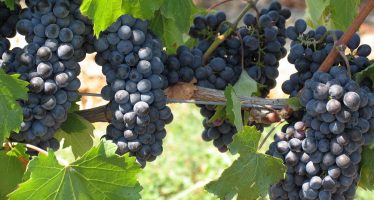 Nuovi impianti di vite da vino: le richieste in Italia superano di dieci volte la superficie autorizzata