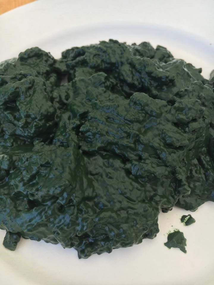 L'alga spirulina fresca, pronta per essere essiccata e declinata in tanti prodotti di usi diversi.