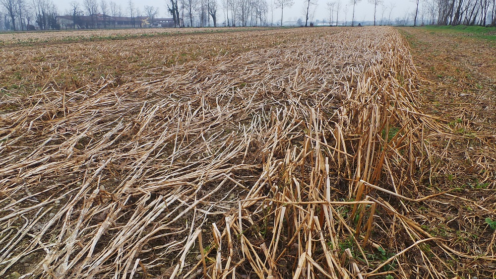 Ecco come si presenta la senape, cover crop geliva, nel mese di febbraio. Al momento della semina del mais o della soia, sul terreno sarà rimasta solo una pacciamatura di materiale sminuzzato naturalmente e secco, che consente una semina diretta oppure una minima lavorazione senza uso preventivo di Roundup.