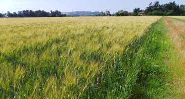 L’affitto dei terreni agricoli continua ad aumentare, ma i prezzi medi sono sotto ai 20mila euro/ettaro