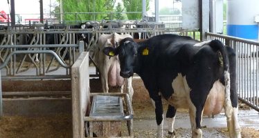 Stalle da latte: un’indagine dell’Università di Milano ci svela cosa non va e dove migliorare