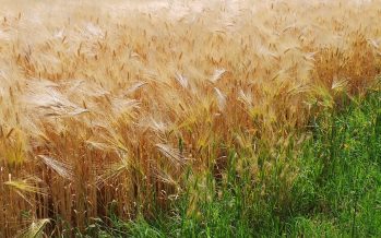 Il rilancio del grano passa dal carrello della signora Valeria e dall’innovazione dell’agricoltore