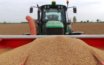 Cereali e oleaginose biologici, la conversione conviene: i prezzi di mercato raddoppiano