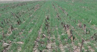 Avvicendamento colture e cover crops in pianura e collina: un successo con l’agricoltura conservativa