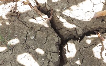 Agricoltura e siccità: sorgo e girasole soffrono, mais e bietola sono già in crisi