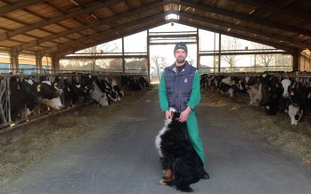 Latte bio per Grana Padana bio: la via sostenibile che fa contente le vacche e il portafogli