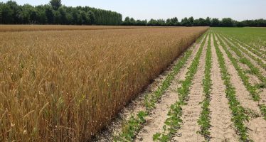 Diversificazione colture, Efa e azotofissatrici: un esempio pratico per chiarire i dubbi degli agricoltori