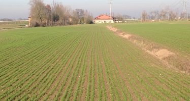 Cereali: seme aziendale o seme certificato? Le risposte di Assosementi alle critiche degli agricoltori
