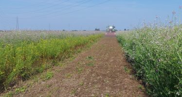 L’erpice Qualidisc sulle cover crops Viterra e nella preparazione del terreno per il mais