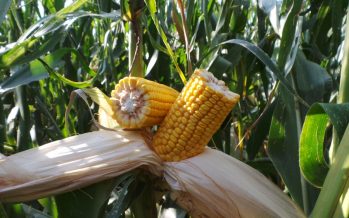 Agricoltura, come concimare il mais per avere alte produzioni e qualità