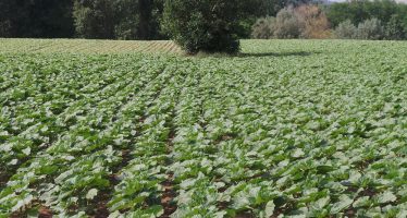 Girasole biologico a contratto, una soluzione agronomica con buone rese e prezzi elevati