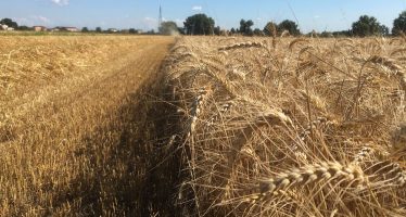 Agricoltura, il “modello Findus” che fa tornare i conti per i seminativi