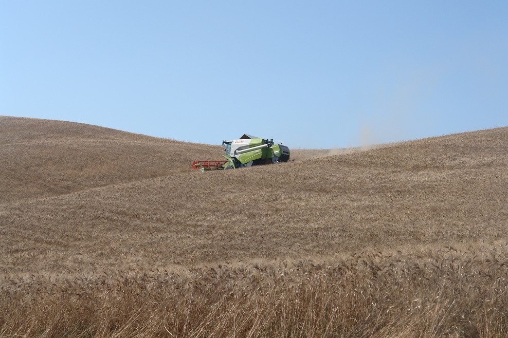 filiera-grano-pasta.jpg