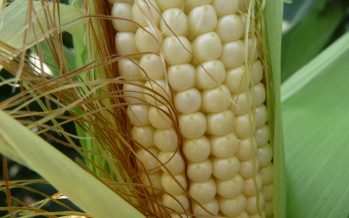 La Lombardia vuole sperimentare le colture NBT perché sono diverse dagli OGM