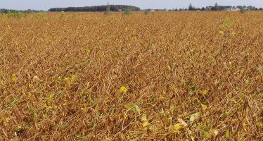 Agricastello, nel 2020 raddoppiati i contratti per le varietà di soia NAV di Sipcam