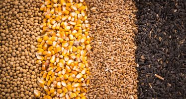 Mais, soia e grano 2021: mercati dinamici, ma con prezzi alti