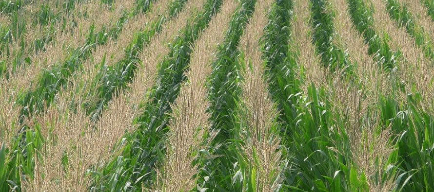 Il sodo non funziona sul mais: la conferma dopo 8 anni di prove